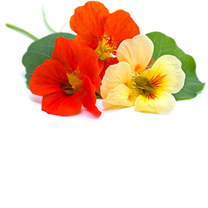 Indian cress herb Herbasol® Extract Glycerine unpreserved